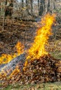 Pile of autumn leaves burning Royalty Free Stock Photo