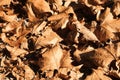 The autumn leaves carpet Royalty Free Stock Photo
