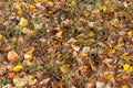 Autumn Leaves Carpet Royalty Free Stock Photo