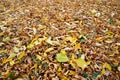 Autumn Leaves Carpet Royalty Free Stock Photo