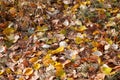 Autumn Leaves Carpet Royalty Free Stock Photo