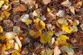 Autumn Leaves Carpet Royalty Free Stock Photo