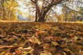 Autumn leaves carpet on the ground Royalty Free Stock Photo