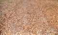 Autumn Leaves Carpet Royalty Free Stock Photo