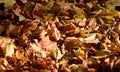 Autumn leaves carpeting the ground