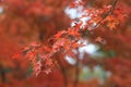 Autumn leaves change the color in the japan park view