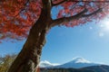 Autumn leaves change color in Kawaguchiko, Japan. Royalty Free Stock Photo