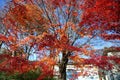 Autumn leaves change color in Kawaguchiko, Japan. Royalty Free Stock Photo