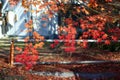 Autumn leaves change color in Kawaguchiko, Japan. Royalty Free Stock Photo