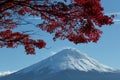 Autumn leaves change color in Kawaguchiko, Japan. Royalty Free Stock Photo