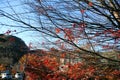 Autumn leaves change color in Kawaguchiko, Japan. Royalty Free Stock Photo
