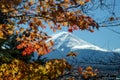 Autumn leaves change color in Kawaguchiko, Japan. Royalty Free Stock Photo