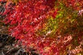 Autumn leaves change color in Kawaguchiko, Japan. Royalty Free Stock Photo