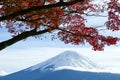 Autumn leaves change color in Kawaguchiko, Japan. Royalty Free Stock Photo