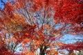 Autumn leaves change color in Kawaguchiko, Japan. Royalty Free Stock Photo