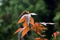 Autumn leaves change color.red leaf Royalty Free Stock Photo