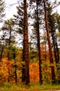 Autumn Leaves Changing color in the season