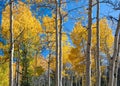 Autumn leaves changing colors in golden fall forest of aspen trees in the Colorado Mountains Royalty Free Stock Photo