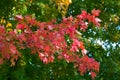 Autumn Leaves and Changing Colors Royalty Free Stock Photo