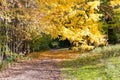 Autumn Leaves Changing Colors Southwestern Ontario Royalty Free Stock Photo