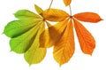 Autumn leaves of chestnut tree Royalty Free Stock Photo