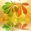 Autumn leaves of chestnut tree Royalty Free Stock Photo