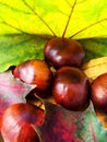 Autumn leaves and chestnuts. Royalty Free Stock Photo