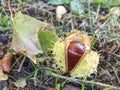 Autumn leaves and chestnuts in green grass, very low ankle view. Royalty Free Stock Photo