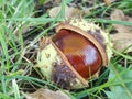 Autumn leaves and chestnuts in green grass, very low ankle view Royalty Free Stock Photo