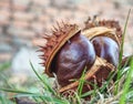 Autumn leaves and chestnuts in green grass, very low ankle view Royalty Free Stock Photo