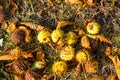 autumn leaves and chestnuts on the ground Royalty Free Stock Photo