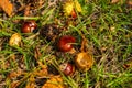 Autumn leaves and chestnuts on the ground Royalty Free Stock Photo