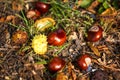 autumn leaves and chestnuts on the ground Royalty Free Stock Photo