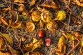 autumn leaves and chestnuts on the ground Royalty Free Stock Photo