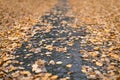 Autumn leaves on city park pathway Royalty Free Stock Photo