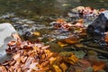 Autumn leaves in the clear water of a mountain river Royalty Free Stock Photo