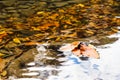 Autumn leaves in the clear water of a mountain river Royalty Free Stock Photo