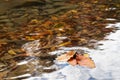 Autumn leaves in the clear water Royalty Free Stock Photo
