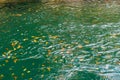 Autumn leaves in the clear water Royalty Free Stock Photo