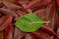 Autumn leaves Royalty Free Stock Photo