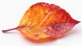 Autumn Leaves: Close-up of Blatt in Vibrant Orange and Yellow Colors
