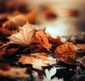 Autumn leaves Royalty Free Stock Photo