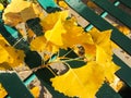 Photo of Yellow autumn leaves on a bench