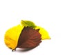 Autumn leaves close-up on a white background Royalty Free Stock Photo