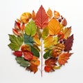 Autumn Leaves Collage: A Colorful Illustration Of Environmental Awareness Royalty Free Stock Photo