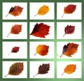 Autumn leaves collection