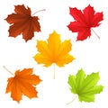 Autumn leaves. Royalty Free Stock Photo