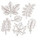 Autumn leaves collection in line art style. Outline, sketch set. Oak, maple, chestnut leaf drawing. Vector illustration Royalty Free Stock Photo