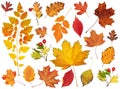 Autumn leaves collection, object set isolated on white Royalty Free Stock Photo