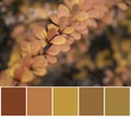 Autumn leaves, color palette swatch nuance saturation